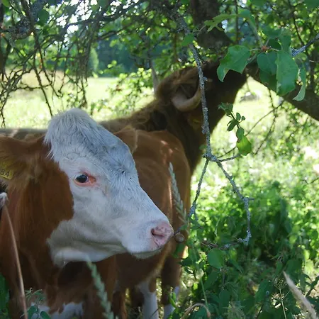 Oda ve Kahvaltı Amalia Lemland