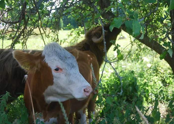 Bed and breakfast Amalia Lemland